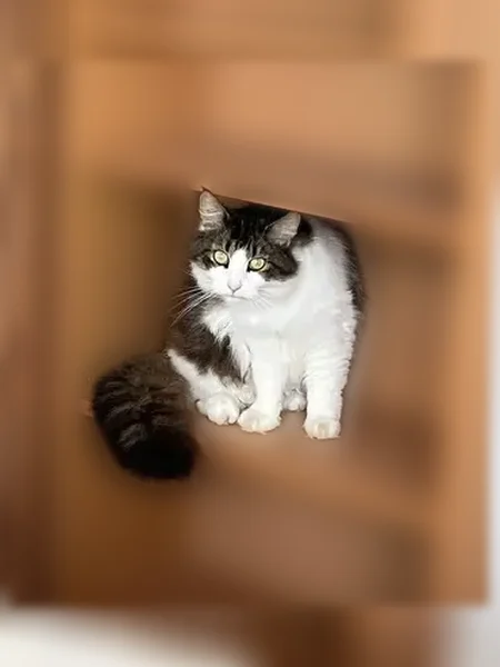 Chat perdu mâle, Chemin des Houles, 21, Dinard, Auray - affectueux et très curieux - photo