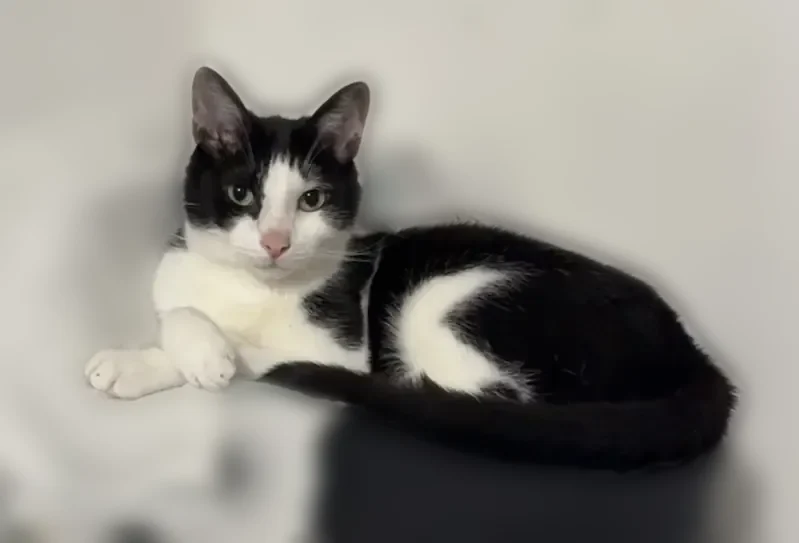 Chat perdu mâle, Chemin de Foray, 27, Cognin - chat d’intérieur, très craintif - photo