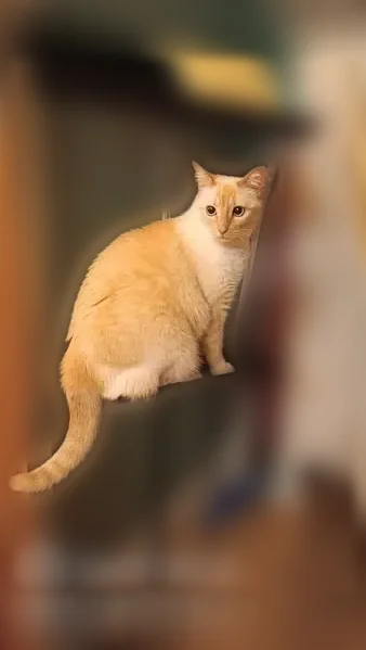 Chat perdu, femelle, Rue Gambetta, 13, Saint-Étienne, Paris — pelage court blanc beige, yeux bleus - photo