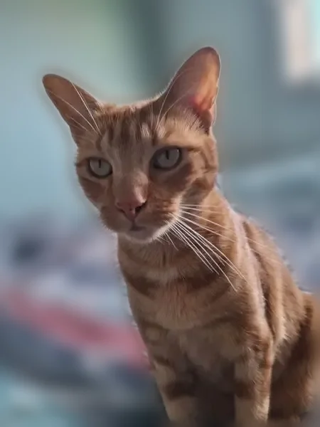 Chat perdu femelle, Chemin de la Raze, 19, Cournon-d'Auvergne — stérilisé et pucé - photo