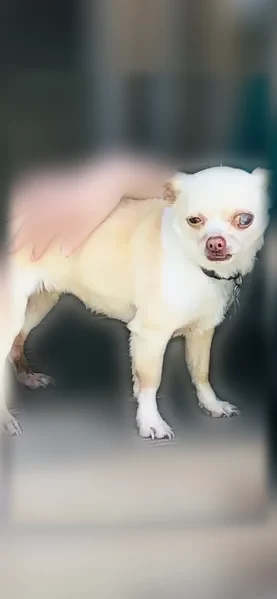 Lost dog, East Avenue C, 300, Belton - photo