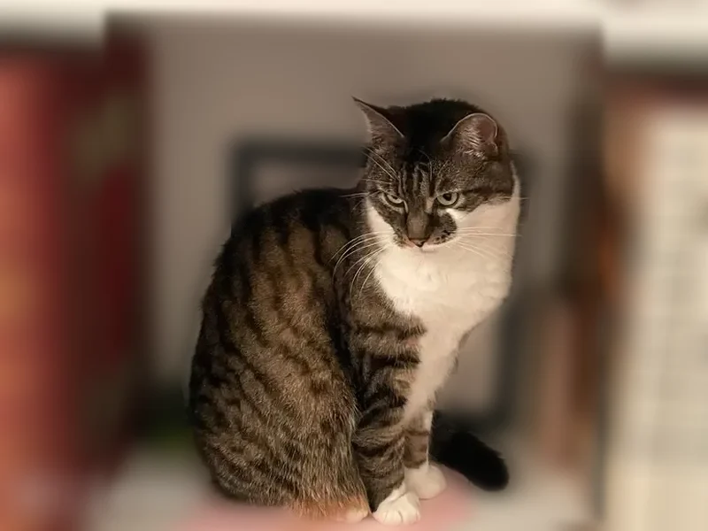 Chat perdu femelle, Rue Emile Zola, 61, Le Bouscat - tigrée, 10 ans - photo