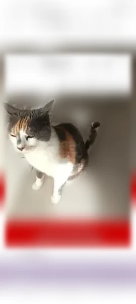 Chat perdu, Avenue Julien Lauprêtre, 1, Cabestany - femelle rouquine blanche et noire - photo