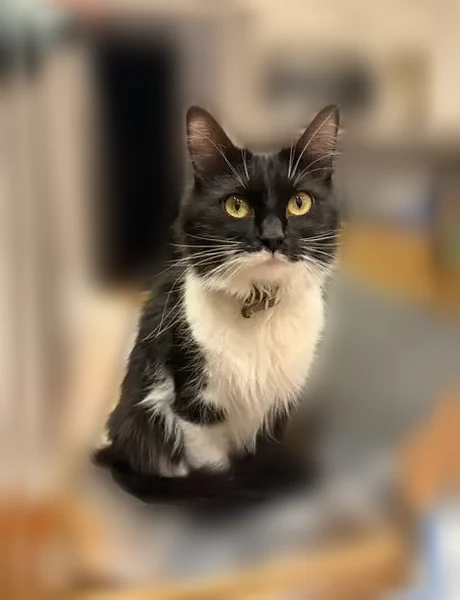 Lost cat, Oak Forest Drive, 4010, Panama City - female, black and white, small size, with a bell collar - photo