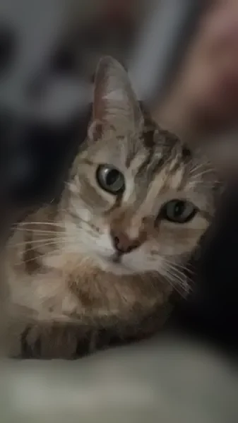 Chat perdu, Rue Abel de Pujol, 47, Valenciennes - femelle - photo