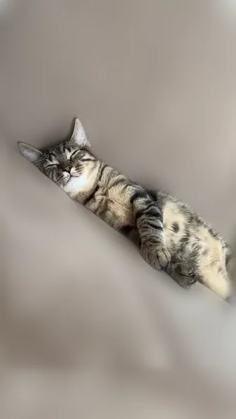 Chat perdu mâle, Paris - photo