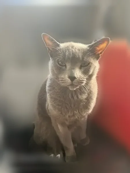 Chat perdu mâle, Rue Hippolyte Kahn, Villeurbanne - photo