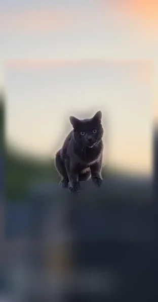 Chat perdu mâle, Allée des Henson, 23, Amiens — craintif - photo