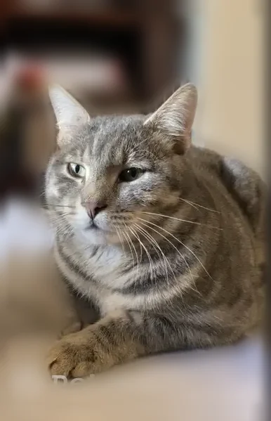 Chat perdu mâle, Rue de la Ferme, Orly, Charbonnières-les-Varennes - blessure à l’oreille - photo