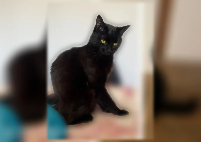 Chat perdu, Impasse Henri Bouchard, 3, Dijon - femelle toute noire - photo