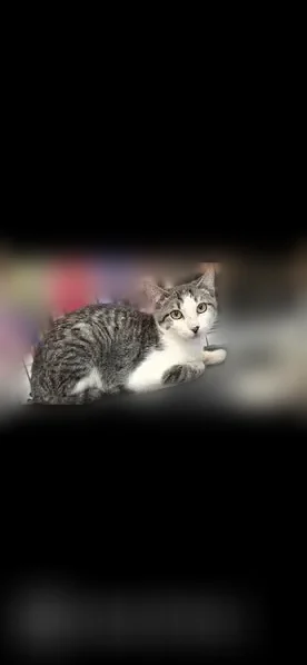 Lost cat, Cypress, TX 77433, USA, Houston - male tabby with a white underside - photo