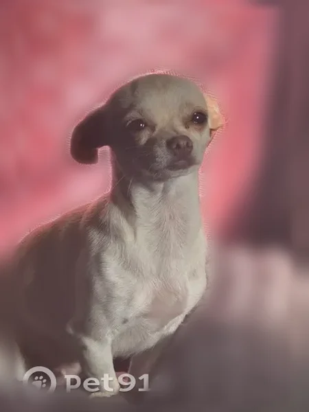 Lost dog, North Atlanta Avenue East, 1772, Tulsa - female, white and caramel-colored - photo