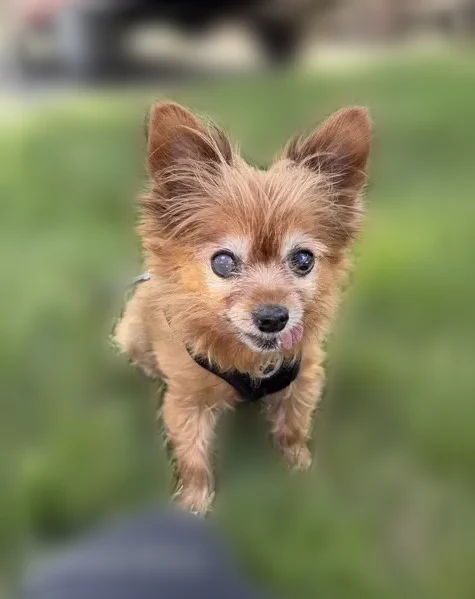 Lost dog, Brace Street, 6490, Detroit - female chihuahua mix, brown, one-eyed - photo