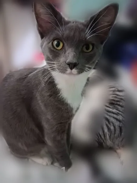 Lost cat, West Cherry Street, 104, Marion - male, shy, never been outside - photo