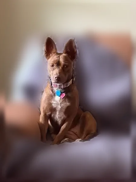 Lost dog, Themis Street Southeast, 1010, Leesburg - female, small, light brown - photo