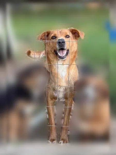 Lost dog, Benton Pike Northeast, Climer, East Cleveland - soft brown with white nose and paws - photo