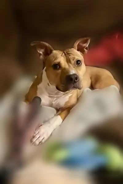 Lost dog, Garnet Mine Road, 3576, Bethel Township, Arden - female, light brown with white paws - photo