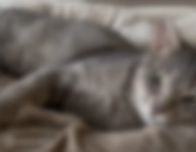 Lost cat, Gilfillan Avenue, Carver - gray tabby with a clipped ear - photo