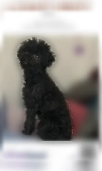 Lost dog, Fountain Falls Way, 3260, North Las Vegas - very small black toy poodle - photo