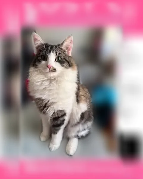Lost cat, South Quaker Lane, 34, West Hartford, Hartford - male Norwegian Forest Cat - photo