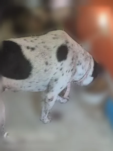 Lost dog, Summit Ridge Drive, 542, Duncanville - female, white with black markings - photo