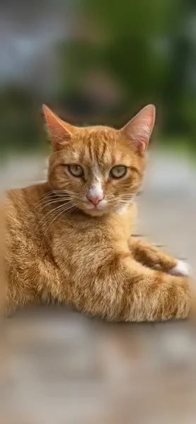 Chat perdu mâle, Paris - roux tigré, blanc sur les pattes, bout de la queue et le cou - photo