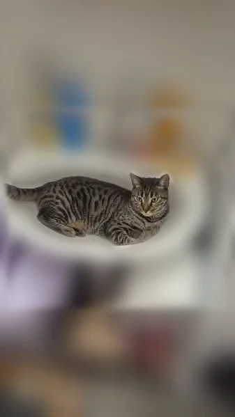 Chat perdu mâle, Rue Cécilia Kellermann, 11, Annet-sur-Marne - tigré type bengal - photo