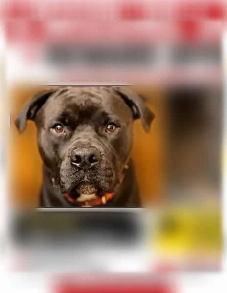 Lost dog, South Wallace Avenue, 14501, Riverdale - photo