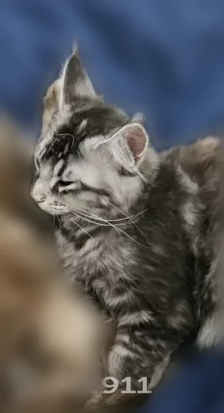Chat perdu, femelle, Rochefort, 21, Saint-Abraham, Malestroit - grise tigrée - photo