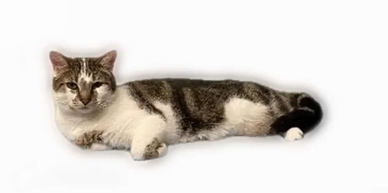 Chat perdu mâle, Paris - docile et très câlin - photo