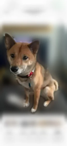 Lost female dog, Shore Drive, Mastic Beach, Hampton Bays - 6-year-old brown Shiba Inu with a red collar - photo