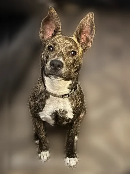 Lost dog, Old Richmond Road, 15901, Four Corners - female brindle dog - photo
