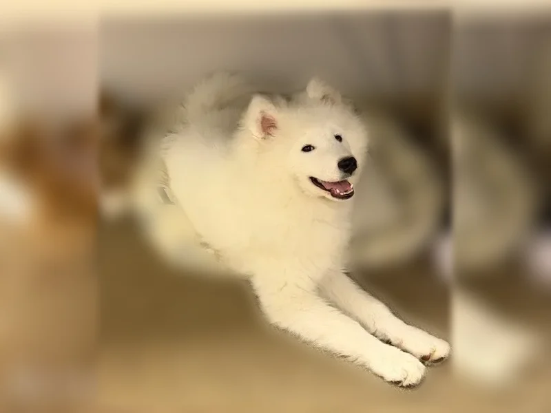 Lost dog, Niagara Falls, New York, North Tonawanda - white, no collar - photo