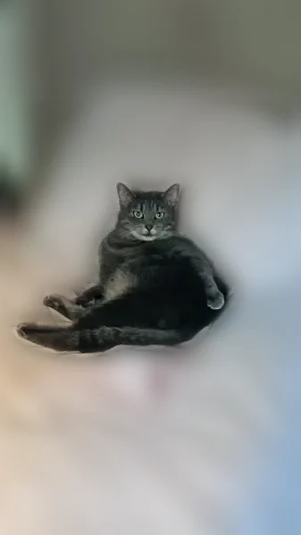 Chat perdu, Rue Debelleyme, 12, Paris - femelle, petite chatte grise légèrement tigrée - photo