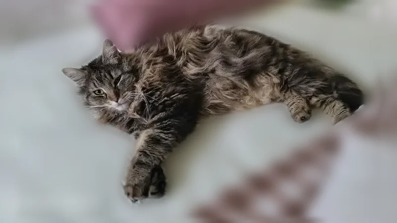 Chat perdu mâle, Place du Bernet, 12, Jurançon, Gradignan - croisé Sibérien, très craintif - photo