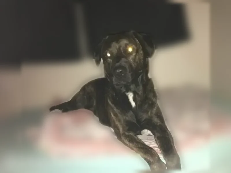 Lost dog, West Kessler-Cowlesville Road, 5020, West Milton - female, friendly, skittish - photo