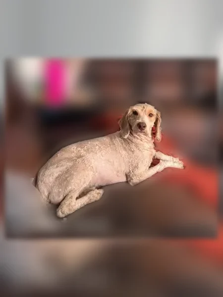 Lost dog, North Main Street, 912, South Bend - 3 yrs old, super friendly - photo