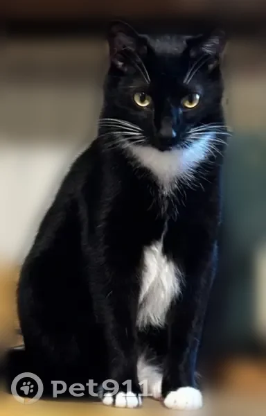 Lost cat, Erion Road, 2006, Batavia - black and white tuxedo with white paws - photo