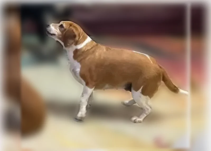 Lost dog, Monticello Drive, Shreveport - female beagle, brown and white - photo