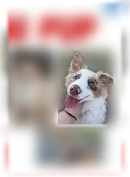 Lost dog, I 77, Virginia, Cana — male, chipped, no tail - photo