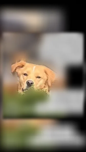 Lost dog, East Beach Drive, 2208, Oak Island - male, black/grey harness and leash - photo