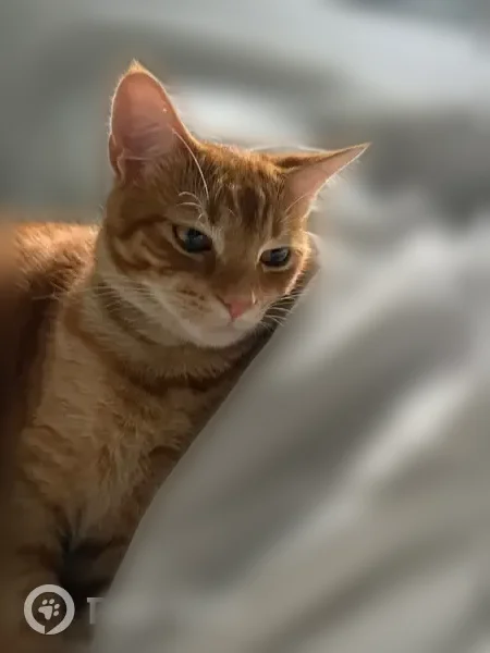 Lost cat, Southwest 160th Street, 18962, Country Walk - male, no collar, striped tail - photo