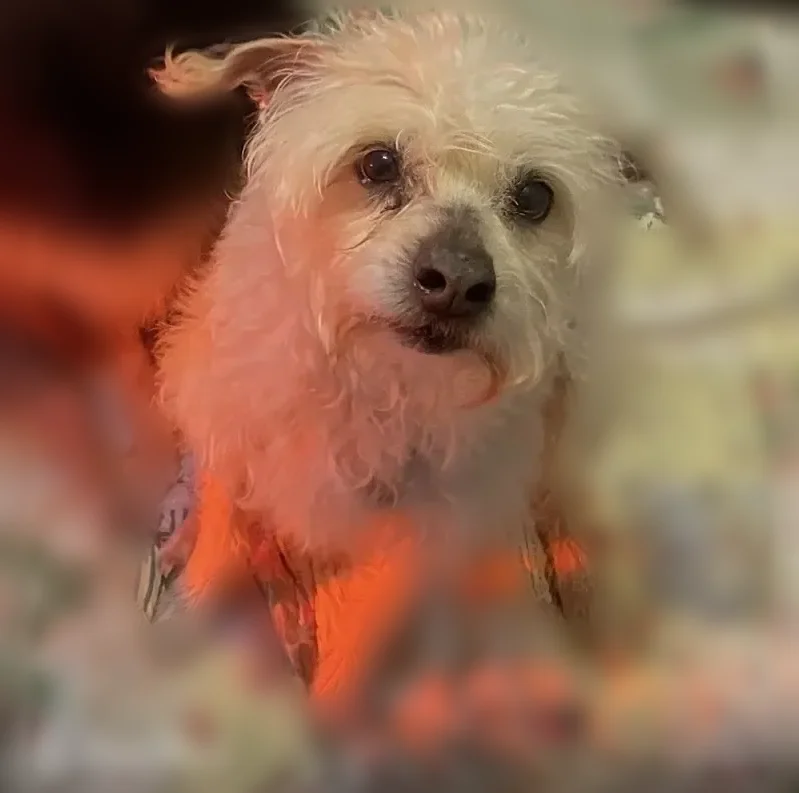 Lost dog, Texas Road, 116, Old Bridge, Arlington - male, friendly and affectionate - photo