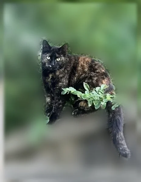 Lost cat, Lakesite, Soddy-Daisy - female, orange nostril - photo