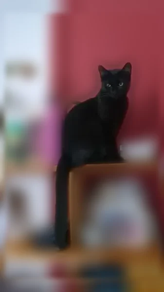 Chat perdu, femelle, Impasse Aristide Pillat, Toulouse — petit chat noir, tatouage peu lisible - photo