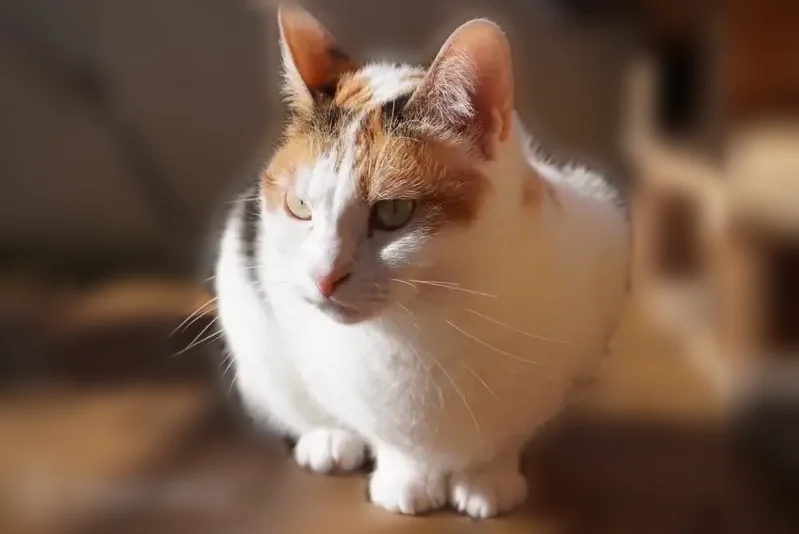 Chat perdu femelle, Rue Édouard Dulaurier, 10, Toulouse - photo