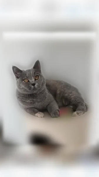 Chat perdu femelle, rue de Chantilly, Angers - chatte grise pucée - photo