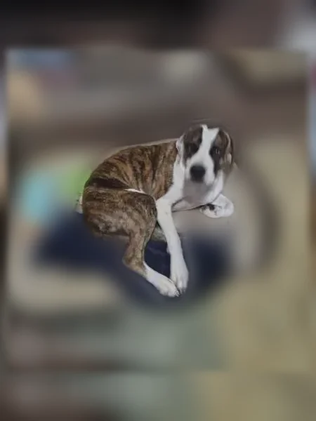 Lost dog, Fortner Street, 6235, Dothan - brindle stripes, gold eyes - photo