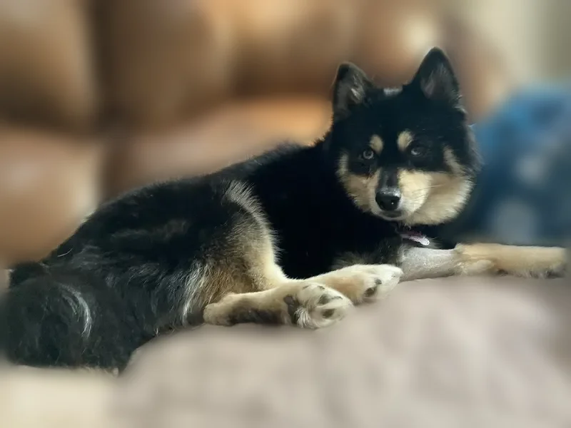 Lost dog, Lafayette Road, 722, Medina - female Pomsky with a pink collar - photo
