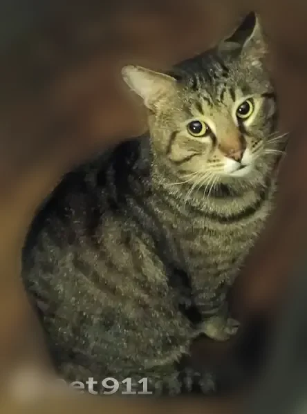 Lost cat, Oak Avenue Southeast, Massillon - male - photo